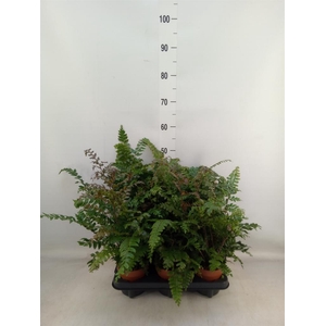 Didymochlaena truncatula