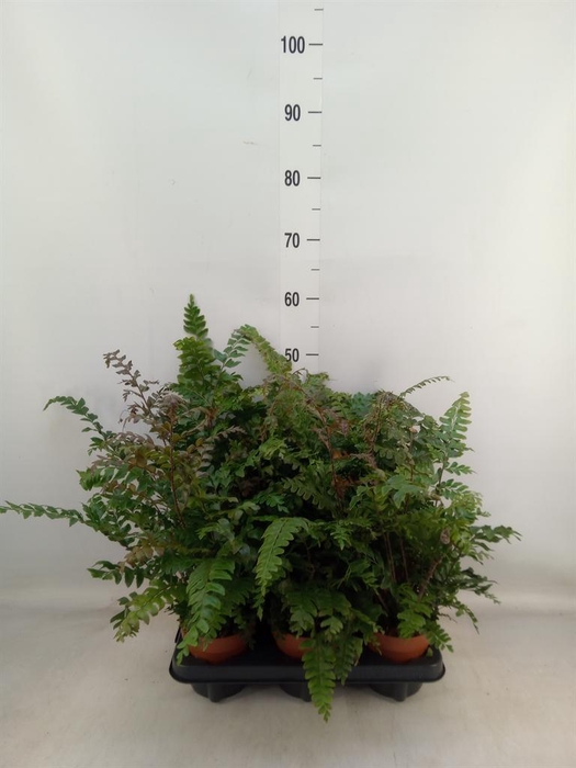 <h4>Didymochlaena truncatula</h4>