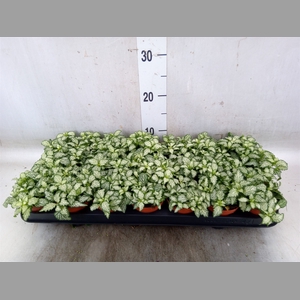 Fittonia  'Mosaic White Tiger'