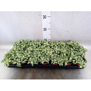 Fittonia  'Mosaic White Tiger'