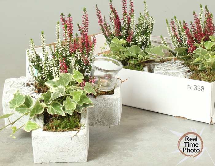 <h4>ARR TUINPLANTEN</h4>