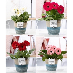 Gerbera belicht 2+ in Pure Valeri stoffen pot