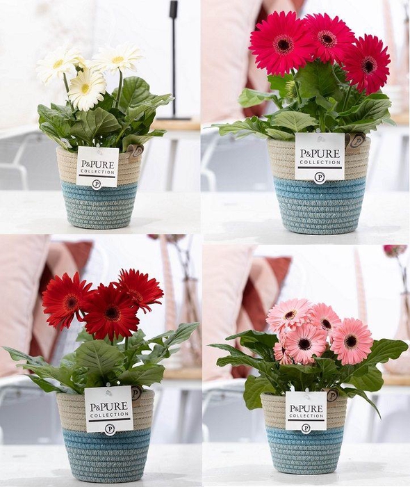 <h4>Gerbera belicht 2+ in Pure Valeri stoffen pot</h4>
