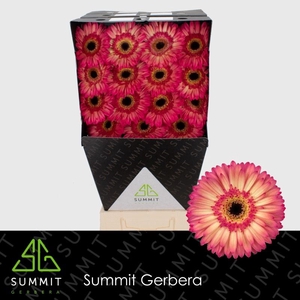 Gerbera Hippie chic Diamond