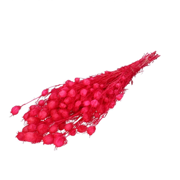 <h4>Preserved Nigella 55cm</h4>