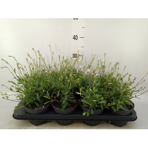 Gaura lindheimeri 'Geyser White'