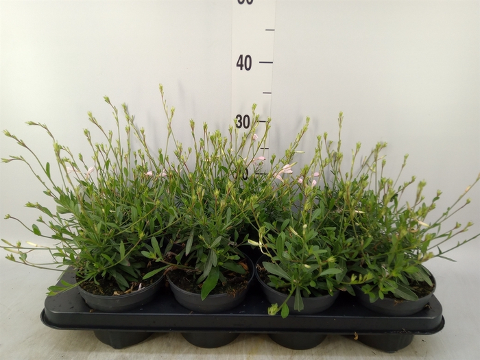 <h4>Gaura lindheimeri 'Geyser White'</h4>
