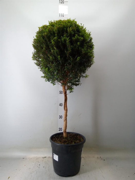 <h4>Myrtus communis</h4>