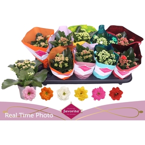 KAL GE PERF GEM 6 KL