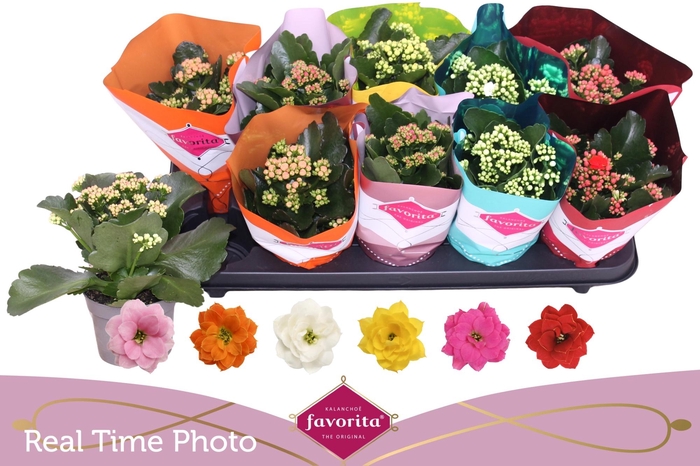 <h4>KAL GE PERF GEM 6 KL</h4>