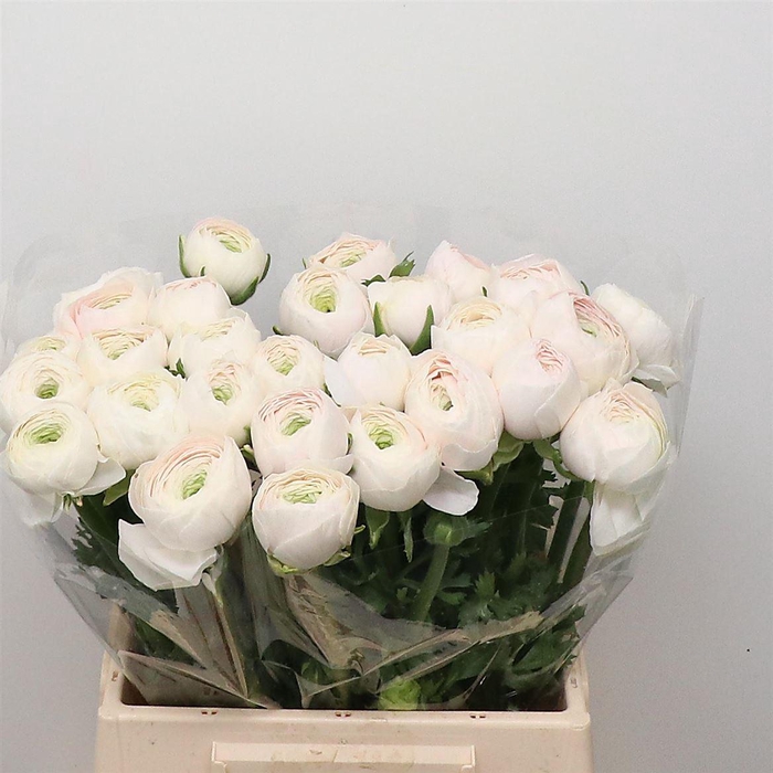 <h4>Ran Su Hanoi Extra</h4>