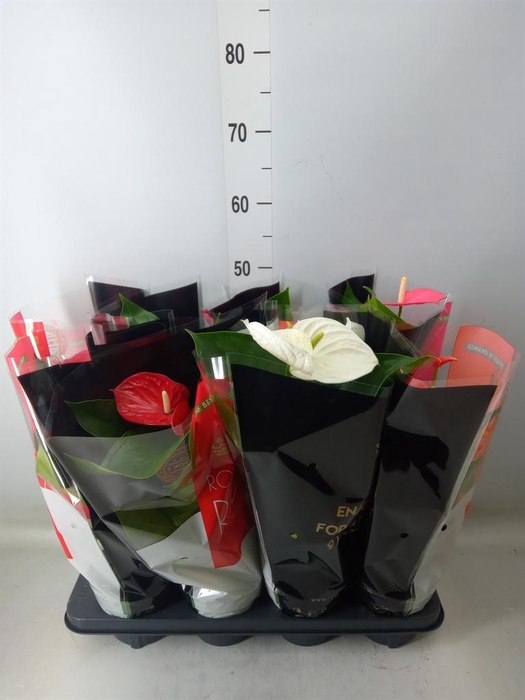 <h4>Anthurium   ...mix</h4>