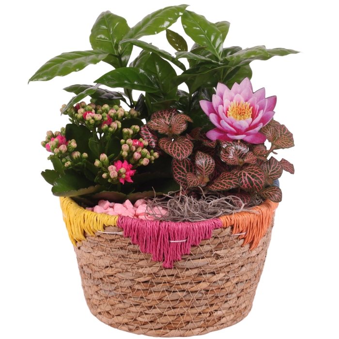 <h4>Opm Summer Arr. Indoor Willow Exotic Vibes</h4>