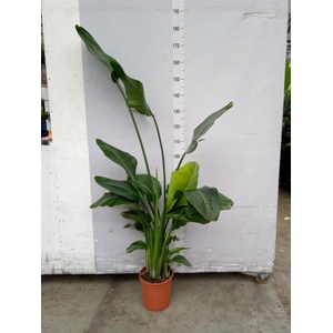 Strelitzia nicolai