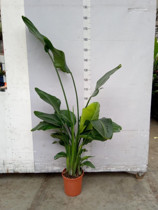 <h4>Strelitzia nicolai</h4>