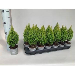 Chamaecyparis thyo. 'Spitsbergen'