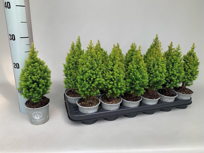 <h4>Chamaecyparis thyo. 'Spitsbergen'</h4>