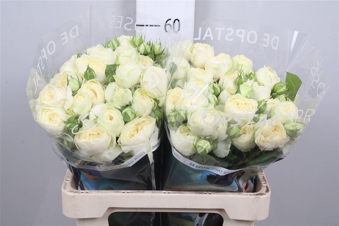 <h4>R Tr Ayala!</h4>