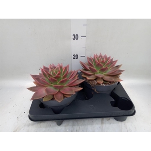 Echeveria   ...