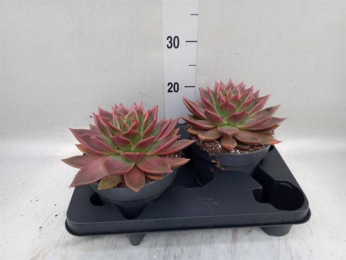<h4>Echeveria ...</h4>