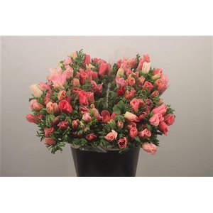 Anemone Mistral Shocking Pink