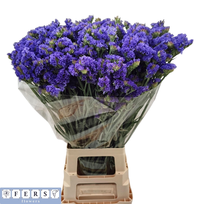 <h4>LIM S CRYST DARK BLU</h4>