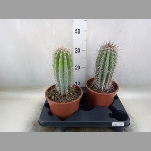 Pachycereus pringlei