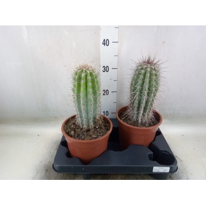 Pachycereus pringlei