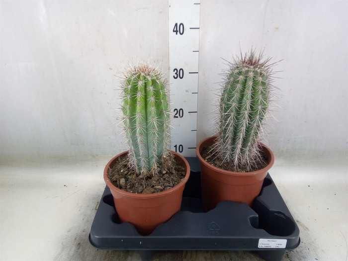 <h4>Pachycereus pringlei</h4>