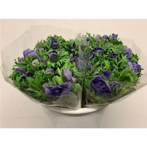 Anem Mistral Blue Extra