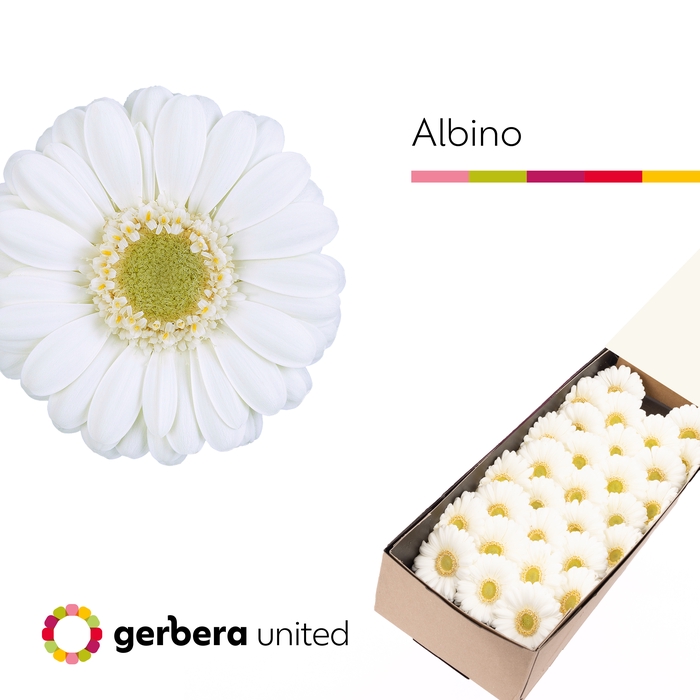 <h4>Germini Albino Half doos</h4>