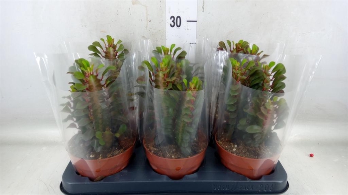 <h4>Euphorbia trigona 'Rubra'</h4>