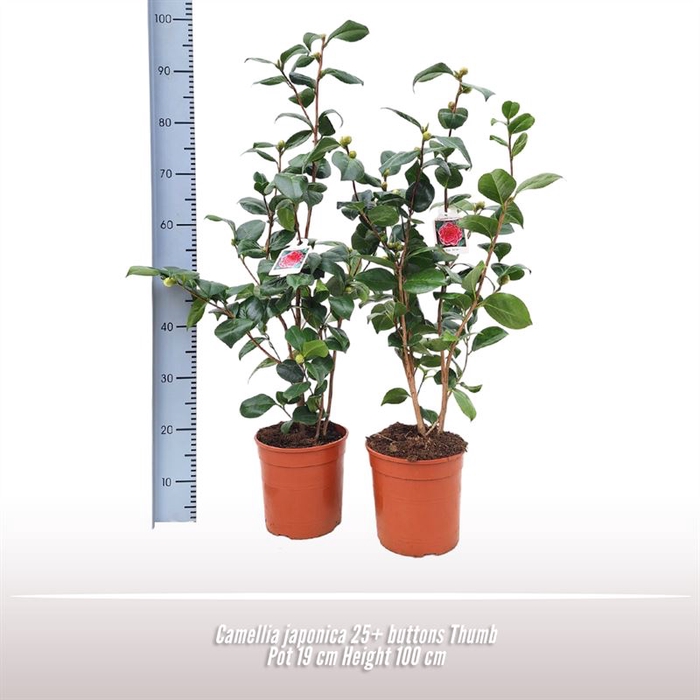 <h4>Camellia japonica struik</h4>