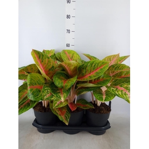 Aglaonema   ...