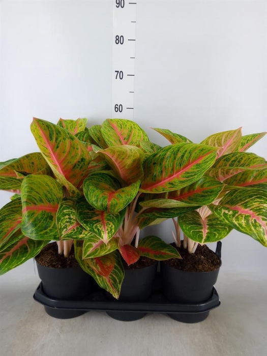 <h4>Aglaonema   ...</h4>