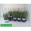 Lavan Angustifolia