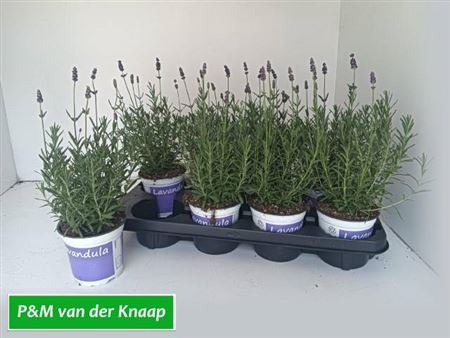 <h4>Lavan Angustifolia</h4>