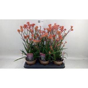 Anigozanthos   ...