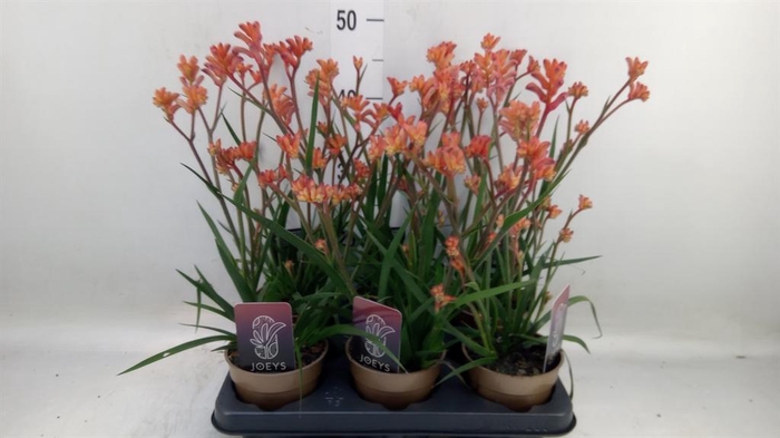 <h4>Anigozanthos   ...</h4>