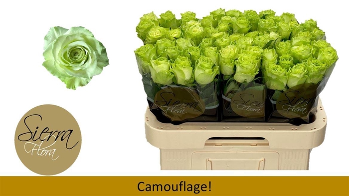 <h4>R Gr Camouflage!</h4>