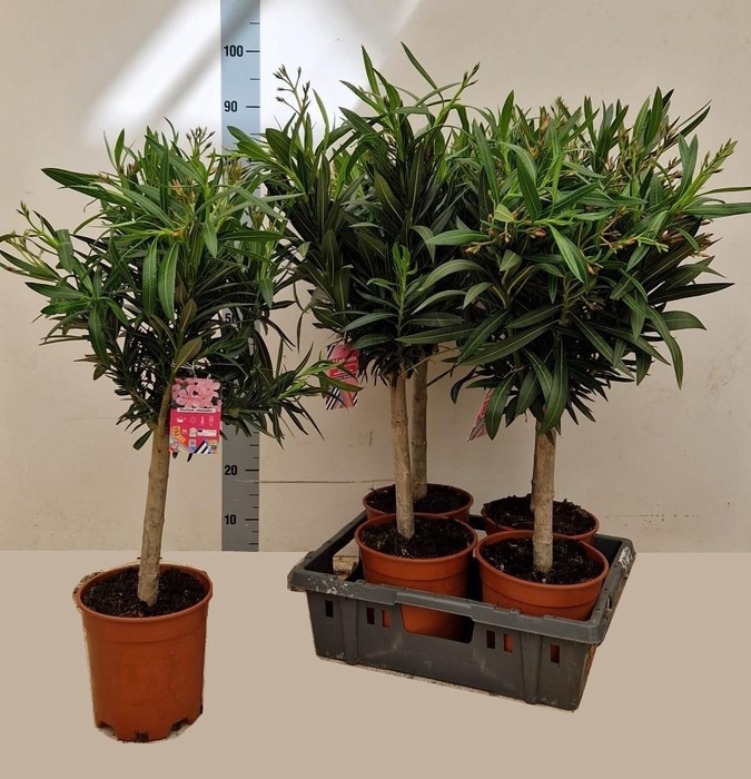 <h4>NERI OLEANDER</h4>