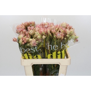 Blushing Bride Pink 2/5 Flowers
