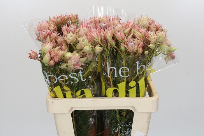 <h4>Blushing Bride Pink 2/5 Flowers</h4>