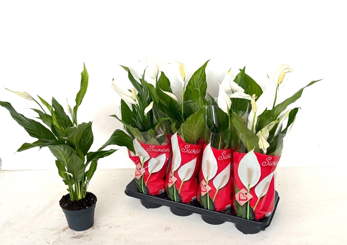 <h4>SPATH SWEET CHICO</h4>