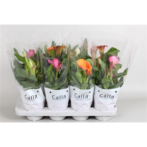 Zantedeschia gemengd Castlemix