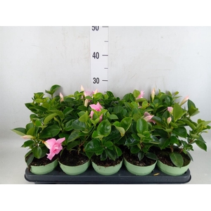 Mandevilla am. 'Sundav Pink'
