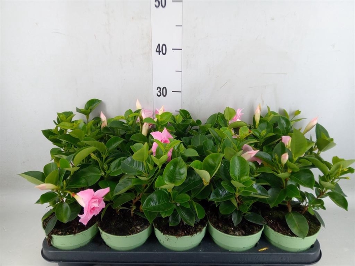<h4>Mandevilla am. 'Sundav Pink'</h4>
