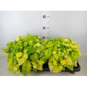 Tolmiea menziesii   ...variegated