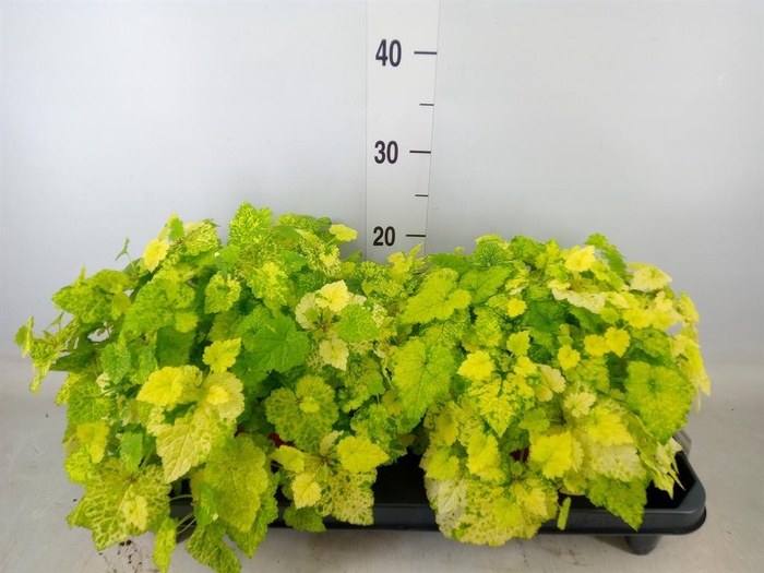 <h4>Tolmiea menziesii   ...variegated</h4>