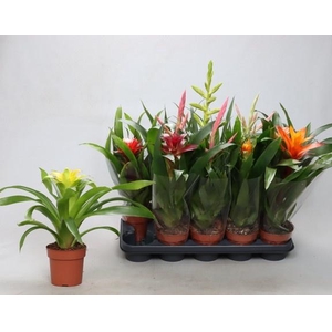 BROMELIA GEM